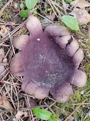 Attēlu rezultāti vaicājumam “Neocudoniella albiceps”