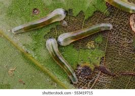 Attēlu rezultāti vaicājumam “Caliroa annulipes larva”