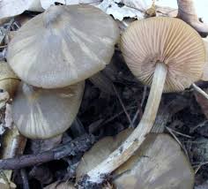 Attēlu rezultāti vaicājumam “Entoloma vernum”