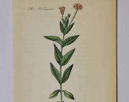 Attēlu rezultāti vaicājumam “Callitriche verna flower”