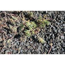 Attēlu rezultāti vaicājumam “Sedum sexangulare”