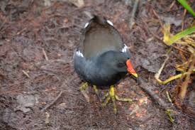 Attēlu rezultāti vaicājumam “Gallinula chloropus adult”
