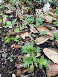 Attēlu rezultāti vaicājumam “Senecio viscosus fruit”