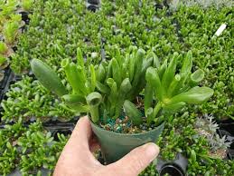 Image result for Crassula hobbit