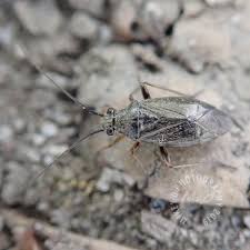 Attēlu rezultāti vaicājumam “Miridae”