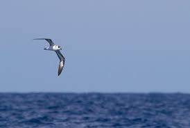 Image result for Pterodroma hasitata