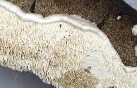 Attēlu rezultāti vaicājumam “Irpex lacteus”