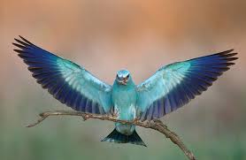 Attēlu rezultāti vaicājumam “Coracias garrulus”