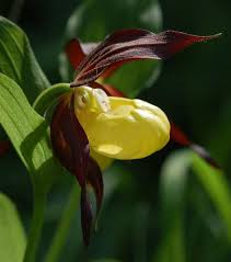 Attēlu rezultāti vaicājumam “Cypripedium calceolus”