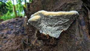 Attēlu rezultāti vaicājumam “Daedalea quercina”