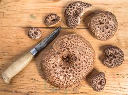 Attēlu rezultāti vaicājumam “Sarcodon imbricatum”