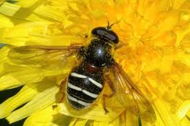 Attēlu rezultāti vaicājumam “Sericomyia lappona”