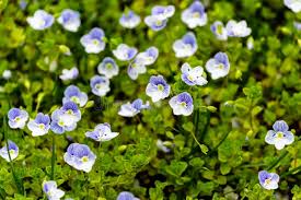 Attēlu rezultāti vaicājumam “Veronica filiformis”