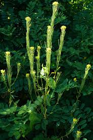 Attēlu rezultāti vaicājumam “Erysimum hieracifolium”