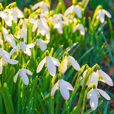 Attēlu rezultāti vaicājumam “Galanthus nivalis flower”