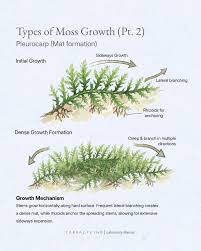 Attēlu rezultāti vaicājumam “Pleurocarpous mosses”