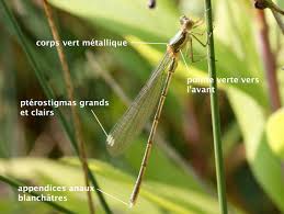 Attēlu rezultāti vaicājumam “Chalcolestes viridis”