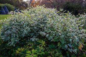 Attēlu rezultāti vaicājumam “Cornus alba”