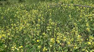 Attēlu rezultāti vaicājumam “Rhinanthus serotinus leaf”