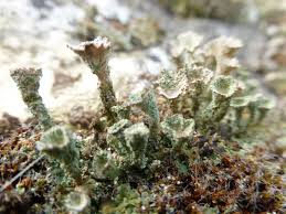 Attēlu rezultāti vaicājumam “Cladonia pyxidata”