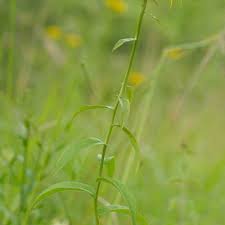 Attēlu rezultāti vaicājumam “Inula salicina leaf”