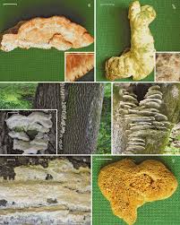 Attēlu rezultāti vaicājumam “Oxyporus”