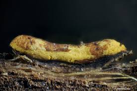 Attēlu rezultāti vaicājumam “Hemitrichia sordivesiculosa macro”