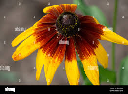 Attēlu rezultāti vaicājumam “Rudbeckia hirta var. pulcherrima flower”