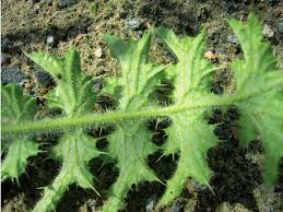 Attēlu rezultāti vaicājumam “Carduus crispus”