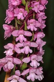 Attēlu rezultāti vaicājumam “Gymnadenia conopsea fruit”