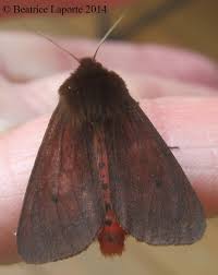 Attēlu rezultāti vaicājumam “Phragmatobia fuliginosa”