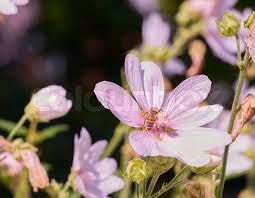 Attēlu rezultāti vaicājumam “Malva moschata flower”