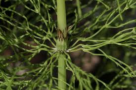 Attēlu rezultāti vaicājumam “Equisetum sylvaticum”