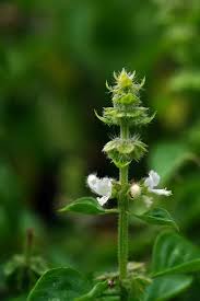 Attēlu rezultāti vaicājumam “Ocimum basilicum flower”