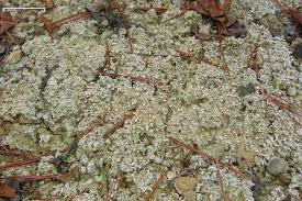 Attēlu rezultāti vaicājumam “Dibaeis baeomyces”