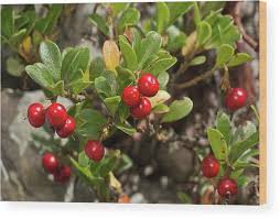 Attēlu rezultāti vaicājumam “Arctostaphylos uva-ursi fruit”