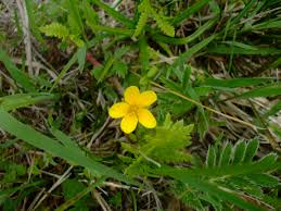 Attēlu rezultāti vaicājumam “Potentilla arenaria leaf”