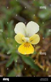 Attēlu rezultāti vaicājumam “Viola tricolor subsp. curtisii flower”