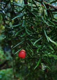 Attēlu rezultāti vaicājumam “Taxus wallichiana”