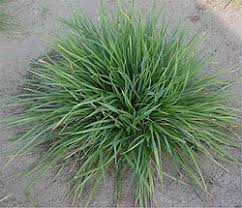 Attēlu rezultāti vaicājumam “Cynosurus cristatus flower”