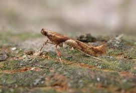 Attēlu rezultāti vaicājumam “Caloptilia hemidactylella”