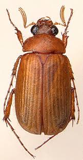 Attēlu rezultāti vaicājumam “Serica brunnea”