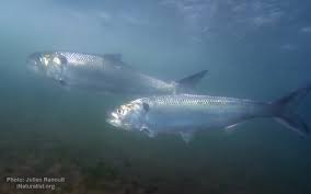 Image result for Alosa chrysochloris