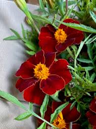 Image result for Tagetes patula
