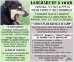 Dogs Disclosed - Language of a Yawn Yawning is one of... | Facebook