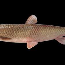 Image result for Ctenopharyngodon idella