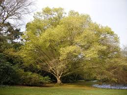 Attēlu rezultāti vaicājumam “Phleogena faginea sessile”