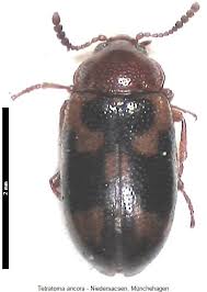 Attēlu rezultāti vaicājumam “Tetratoma ancora”