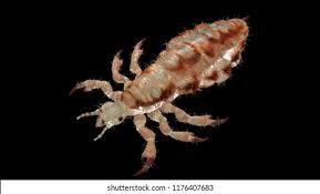 Attēlu rezultāti vaicājumam “Phthiraptera”