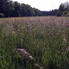 Attēlu rezultāti vaicājumam “Helictotrichon pratense”